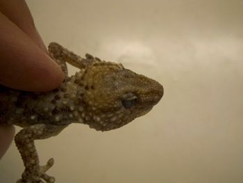 Media type: image;   Herpetology R-183771